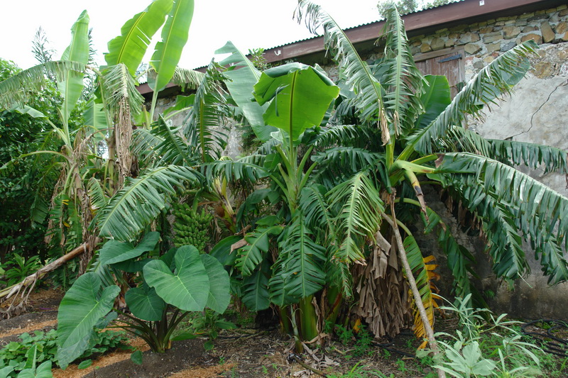 Как растут бананы - ботанической сад Сент-Крой (St. Croix).